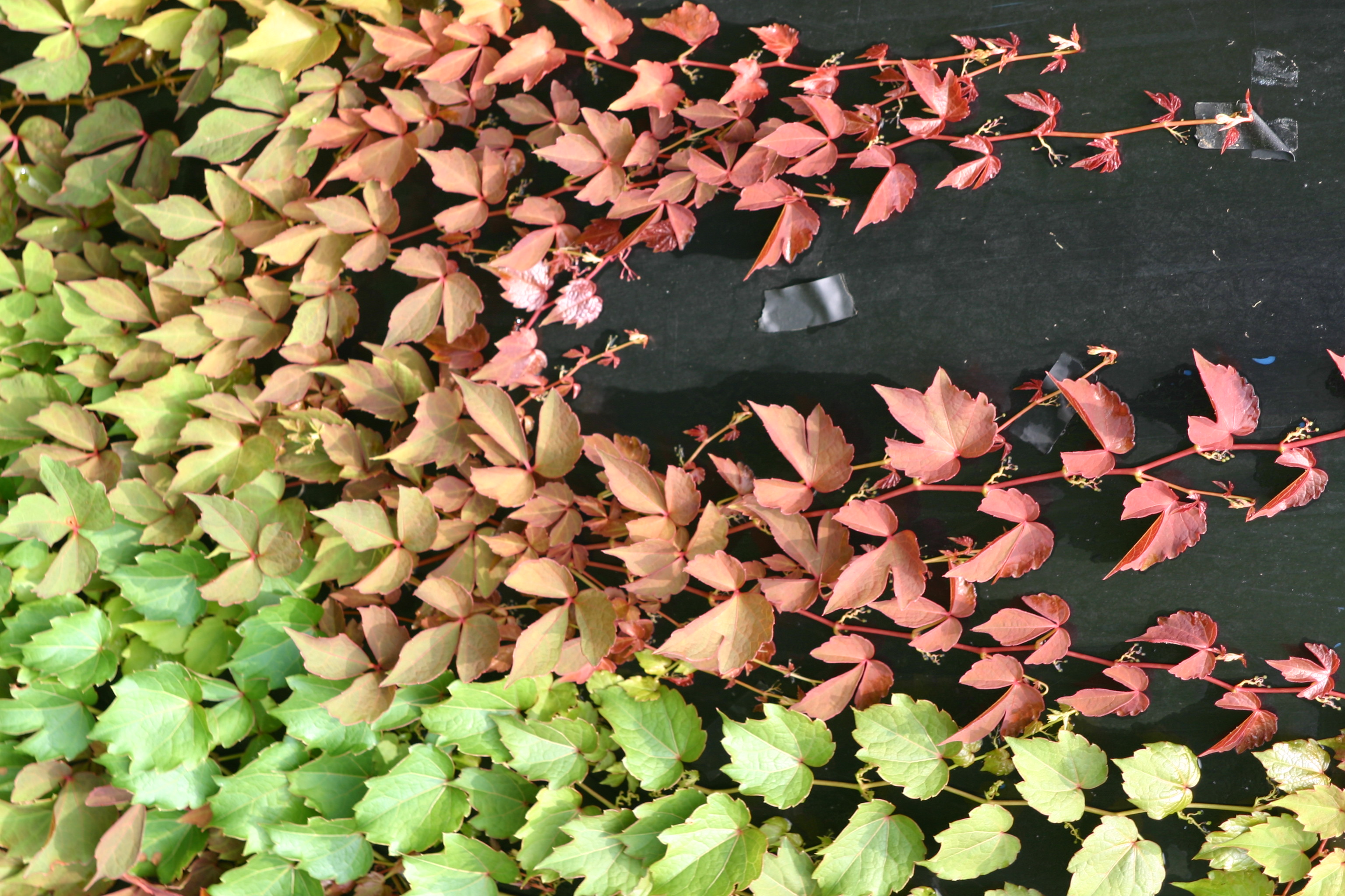 Parthenocissus tricuspidata